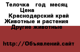 Телочка 1 год 1месяц › Цена ­ 27 000 - Краснодарский край Животные и растения » Другие животные   